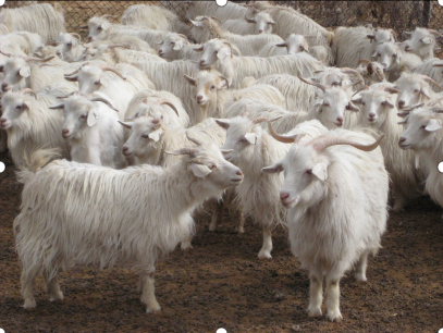 cashmere material china